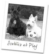 Scotties at Play