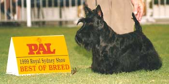 1999 Royal Sydney Show Best of Breed