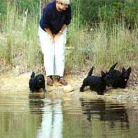 Three puppies walking near the dam