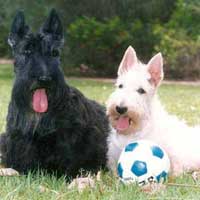 Two dogs with soccer ball