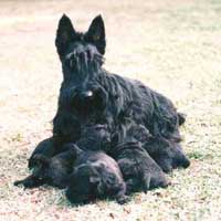 Bitch with pups