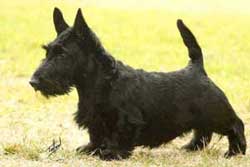 Ch Aberdeen Mugie Moss