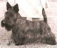 Ch Aberdeen Fergus